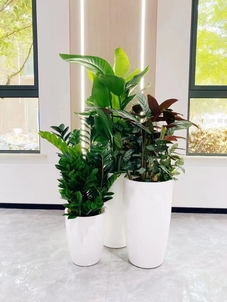 镇海植物出租服务超棒，错过你会后悔！