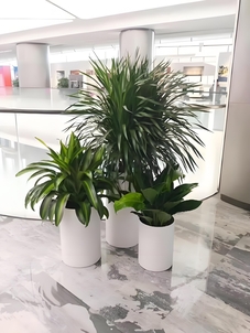 宁波江北绿植出租专业